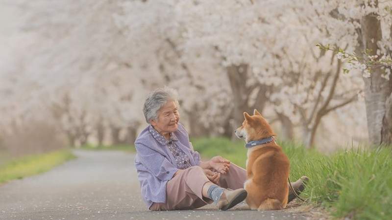 極度溫馨《YASUTO 攝影師》記錄下《奶奶與柴犬》還有大自然的超級美照 極度溫馨《YASUTO 攝影師》記錄下《奶奶與柴犬》還有大自然的超級美照