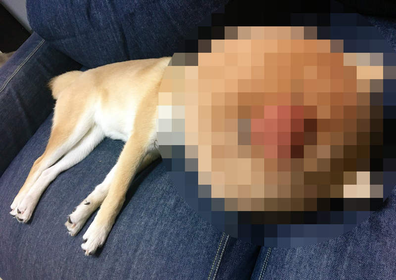 《變臉的柴犬》一覺醒來我的愛犬竟然變成了另一隻狗!?ww 《變臉的柴犬》一覺醒來我的愛犬竟然變成了另一隻狗!?ww