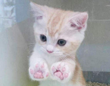 《超療癒動物精選》最舒服的按摩來自同伴的手手❤ 《超療癒動物精選》最舒服的按摩來自同伴的手手❤