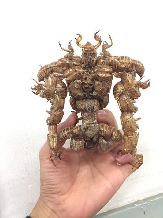 《蟬殼模型》君臨昆蟲界的王者來迎聖臨