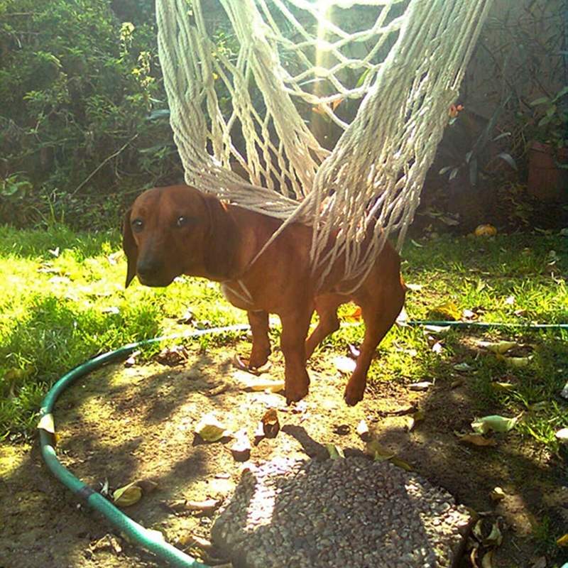 越狀況外越可愛♥《狗的萌蠢行為》就是這股傻勁讓我們愛慘牠們~ 越狀況外越可愛♥《狗的萌蠢行為》就是這股傻勁讓我們愛慘牠們~