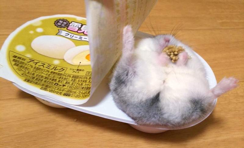 圓滾滾《倉鼠》cos「雪見大福」塞滿盒子，肉肉的小肥屁股超卡哇伊❤