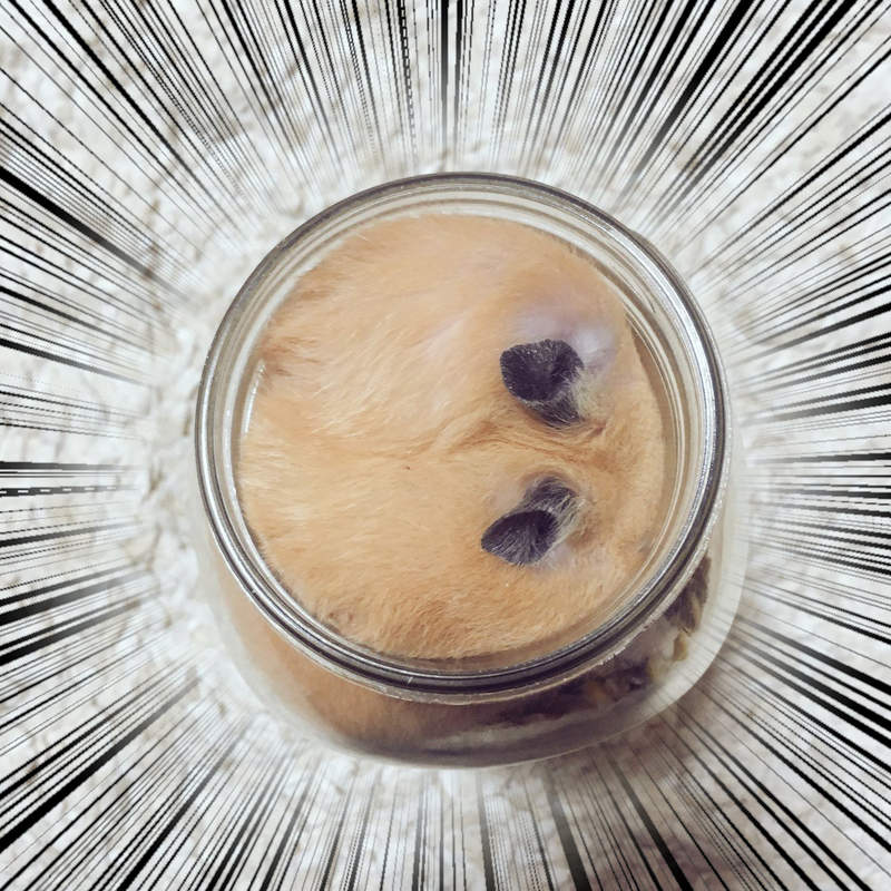 《倉鼠的衝擊構圖》完全變身軟木塞的倉鼠到底是怎麼一回事!? 《倉鼠的衝擊構圖》完全變身軟木塞的倉鼠到底是怎麼一回事!?