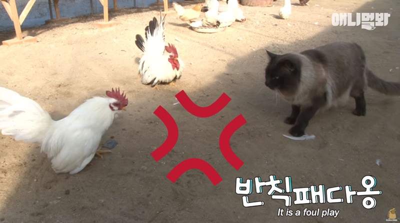 這群雞都是我的ΦωΦ《熱愛雞的貓》還會當風紀股長維護雞舍的和平w 這群雞都是我的ΦωΦ《熱愛雞的貓》還會當風紀股長維護雞舍的和平w