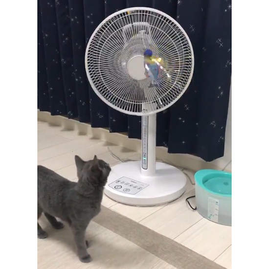《用電風扇逗貓的結果》自製的全自動逗貓機竟然遭受這種下場... 《用電風扇逗貓的結果》自製的全自動逗貓機竟然遭受這種下場...