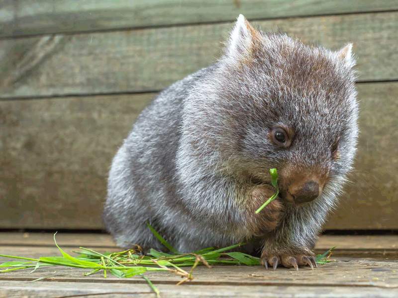 奇妙動物《袋熊》把便便拉成不可思議的「立方體」,到底怎麼辦到的?科學家終於找到答案了 奇妙動物《袋熊》把便便拉成不可思議的「立方體」,到底怎麼辦到的?科學家終於找到答案了