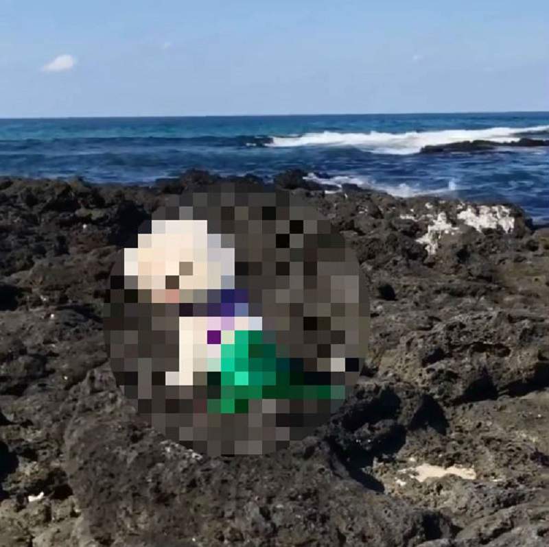 海邊驚現《美人魚狗》回眸一笑影片萌翻社群讓網友戀愛啦～