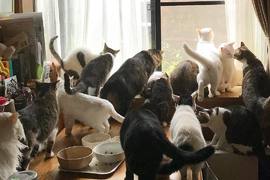 《家養22隻貓的畫面》還有三隻汪汪喔 《家養22隻貓的畫面》還有三隻汪汪喔
