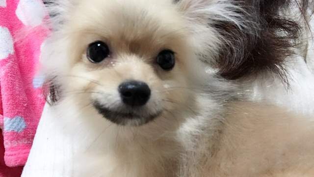 新家人報到《請幫我取個可愛的狗狗名》硬要叫拉不拉多幹嘛ww