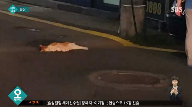 韓國小學生搶救《在路邊暈倒的貓》竟然..被邀請貓貓樂園一日遊 韓國小學生搶救《在路邊暈倒的貓》竟然..被邀請貓貓樂園一日遊