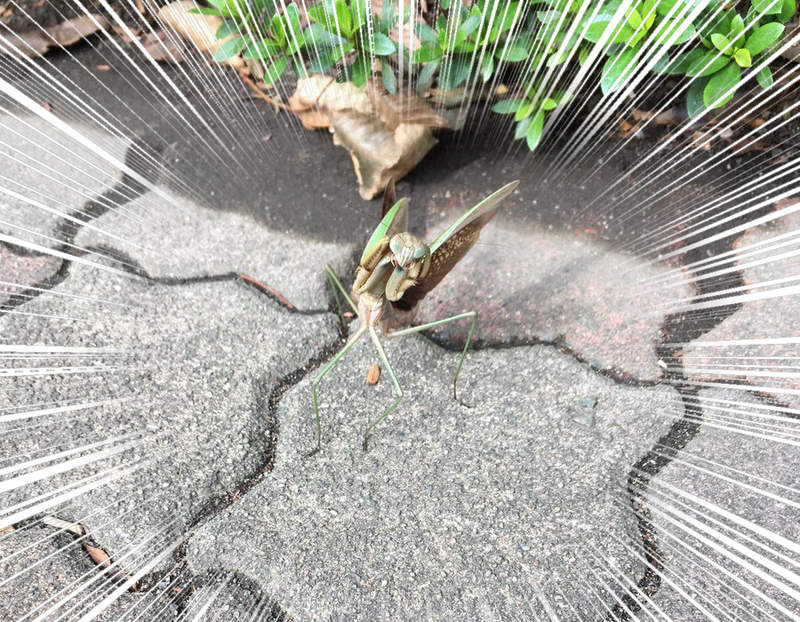 《情報量過多的奇蹟瞬間》威嚇動作全開的螳螂到底遇到了什麼事？ww