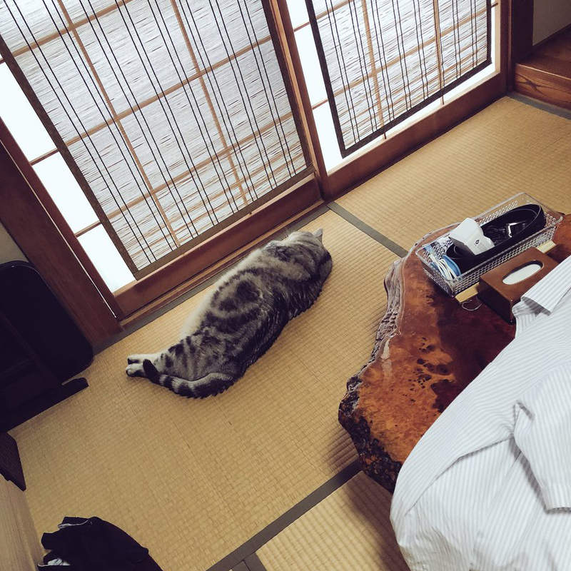 《巨貓自滿大會》照片無法傳達的尺寸感　寶特瓶擺旁邊每罐都變超級迷你瓶ww