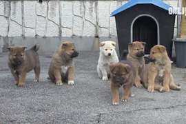 這是八點檔劇情吧《神秘六小犬》一覺睡醒就當爹?這些孩子打哪來的阿... 這是八點檔劇情吧《神秘六小犬》一覺睡醒就當爹?這些孩子打哪來的阿...