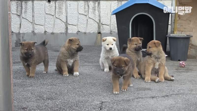 這是八點檔劇情吧《神秘六小犬》一覺睡醒就當爹?這些孩子打哪來的阿... 這是八點檔劇情吧《神秘六小犬》一覺睡醒就當爹?這些孩子打哪來的阿...