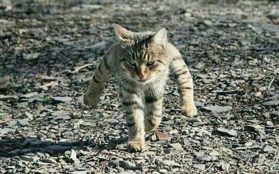 非P圖《二足步行霸氣貓哥》網路瘋傳的視錯覺照片竟然被雕像化了