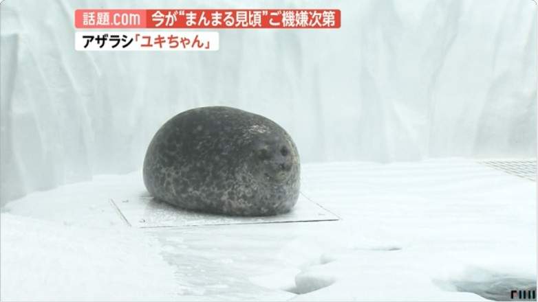 圓到看不出輪廓的《大福海豹》再撒點黃豆粉應該會更好吃（誤）