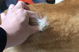 《柴犬版抽取式衛生紙》原來又到了換毛的時期啊... 《柴犬版抽取式衛生紙》原來又到了換毛的時期啊...
