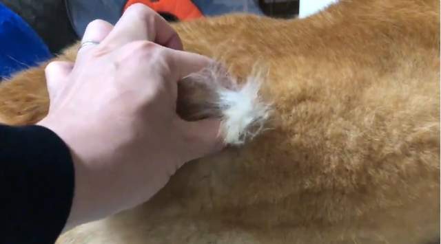 《柴犬版抽取式衛生紙》原來又到了換毛的時期啊... 《柴犬版抽取式衛生紙》原來又到了換毛的時期啊...