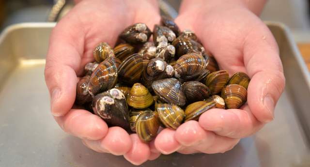 《日本少見姓氏排行榜》姓「父母」的人那名字好像怎麼取都怪怪欸ww