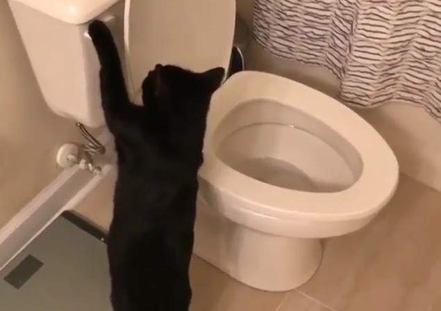 《喜歡沖馬桶的貓》是想知道自己在南半球還是北半球嗎？