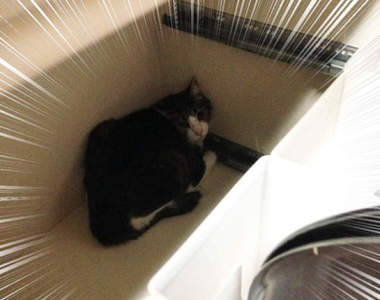 飼主注意《地震後尋找逃跑的寵物》貓咪們可能就躲在這些意外的地方... 飼主注意《地震後尋找逃跑的寵物》貓咪們可能就躲在這些意外的地方...