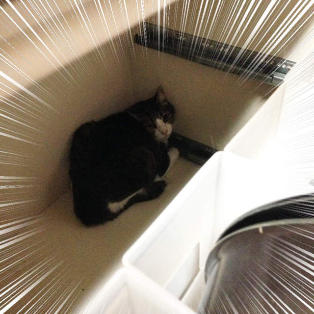 飼主注意《地震後尋找逃跑的寵物》貓咪們可能就躲在這些意外的地方... 飼主注意《地震後尋找逃跑的寵物》貓咪們可能就躲在這些意外的地方...