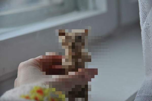 飼主第一次用貓毛做《貓毛氈》結局...跟我們想的不太一樣w 飼主第一次用貓毛做《貓毛氈》結局...跟我們想的不太一樣w