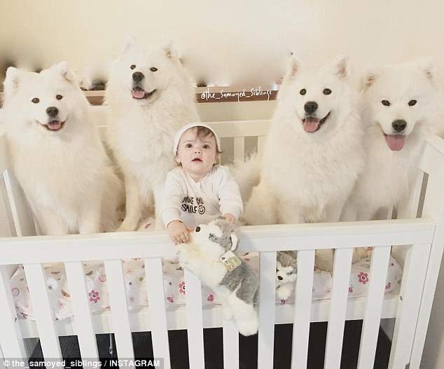 《家有四隻薩摩耶》每天都被白色棉花團包圍著長大