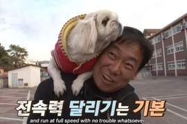 TV動物農場《站在肩膀上的狗》因為一個原因打死不從肩膀上下來 TV動物農場《站在肩膀上的狗》因為一個原因打死不從肩膀上下來