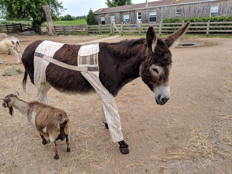 這些驢子好潮《穿褲子的驢子》到底為什麼要穿褲子咧？