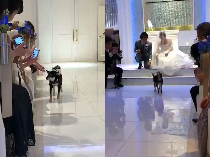 超萌《汪星人花童》黑柴柚子送婚戒的重責大任就交給你了~汪 超萌《汪星人花童》黑柴柚子送婚戒的重責大任就交給你了~汪