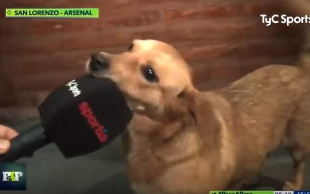 上輩子一定是足球員《誤闖足球賽的狗狗》事後還接受記者訪問...