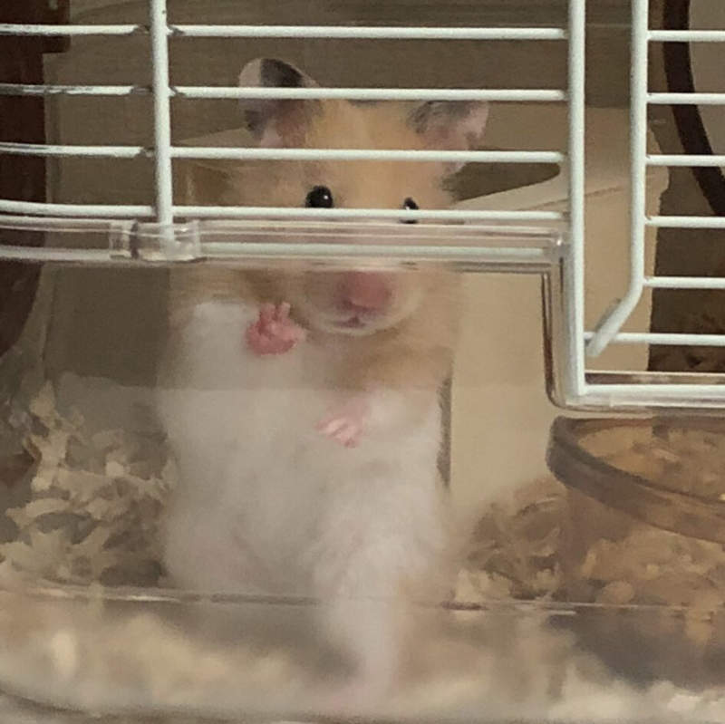 《網美倉鼠》太習慣主人拍照結果　竟然會對鏡頭比YA！？(^-^)v