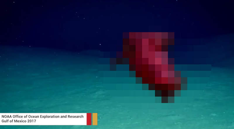 《無頭雞在海底游泳》新發現生物還有萌萌的腳腳