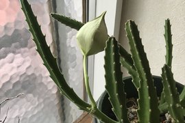 推主終於把養三年《仙人掌養到開花》卻哭了...因為這根本不是仙人掌... 網友:我懂Q_Q 推主終於把養三年《仙人掌養到開花》卻哭了...因為這根本不是仙人掌... 網友:我懂Q_Q