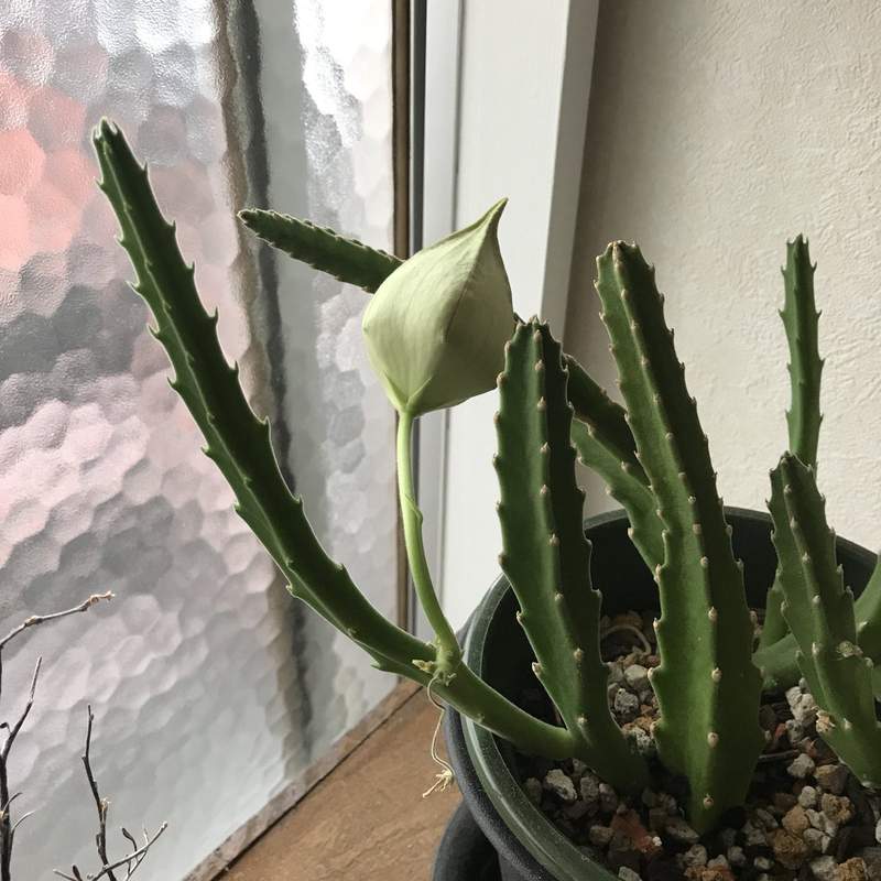 推主終於把養三年《仙人掌養到開花》卻哭了...因為這根本不是仙人掌... 網友:我懂Q_Q 推主終於把養三年《仙人掌養到開花》卻哭了...因為這根本不是仙人掌... 網友:我懂Q_Q