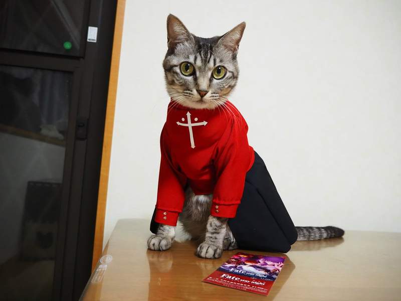 喵星人Cosplay《貓版遠坂凛》瞬間被萌殺～這樣的Cos太犯規了