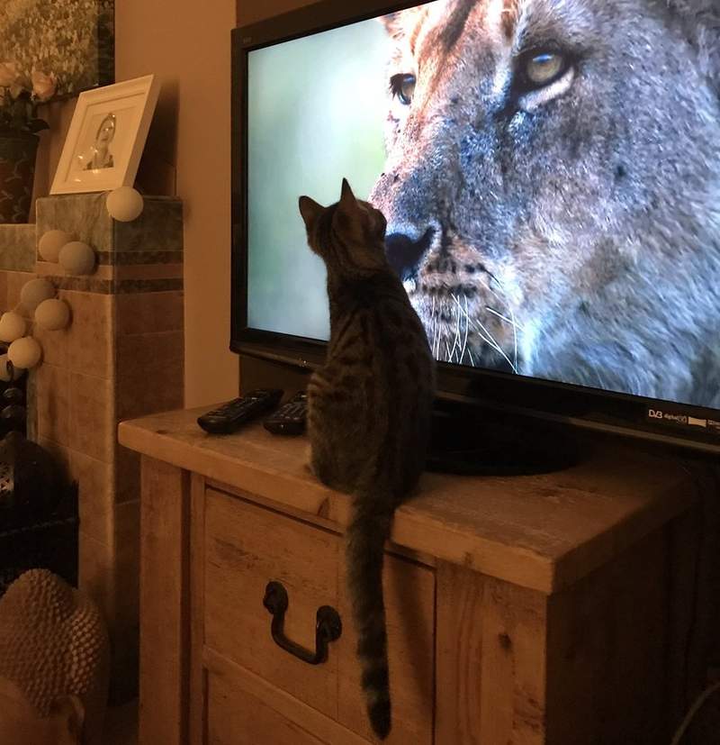 BBC《獅子記錄片》好看到連家裡的貓都盯著電視不放
