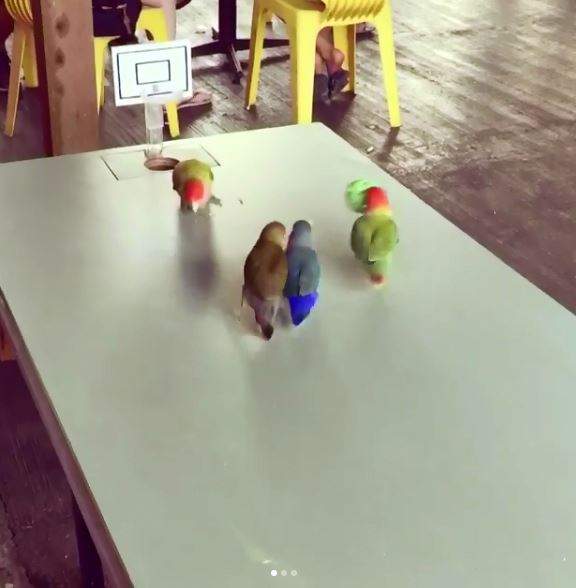 第一次看到《用嘴打籃球的鳥》一群鸚鵡嘰嘰喳喳的樣子好忙碌