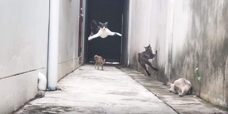 這畫面有毒《貓的彈跳瞬間》搭配快節奏音樂讓人欲罷不能w