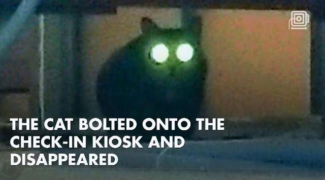 《機場流浪七天的家貓》主人朋友喊中文名「呆萌」後.....大橘貓現身蹭頭♥