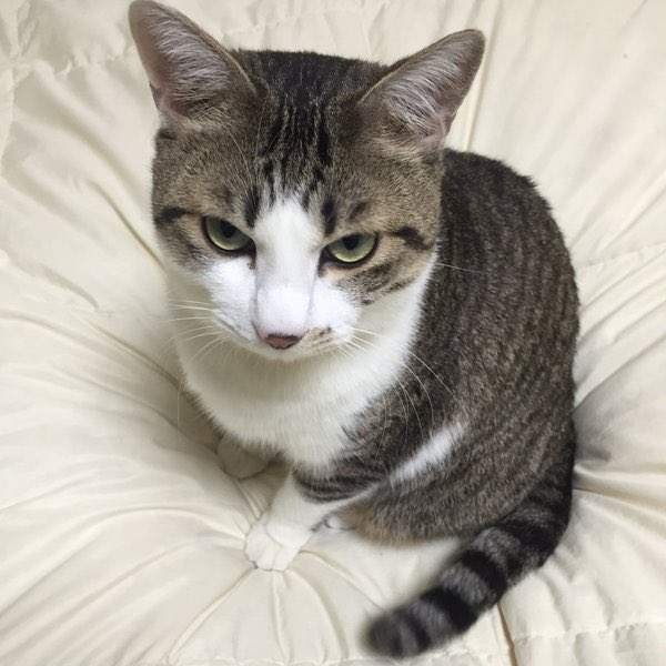 《貓咪霸佔主人床舖解決法》是時候該奪回貓奴床主權惹ww 《貓咪霸佔主人床舖解決法》是時候該奪回貓奴床主權惹ww