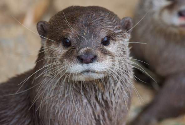 《憧憬的水獺生活》意外讓不少人類驚覺原來自己是水獺ww 《憧憬的水獺生活》意外讓不少人類驚覺原來自己是水獺ww