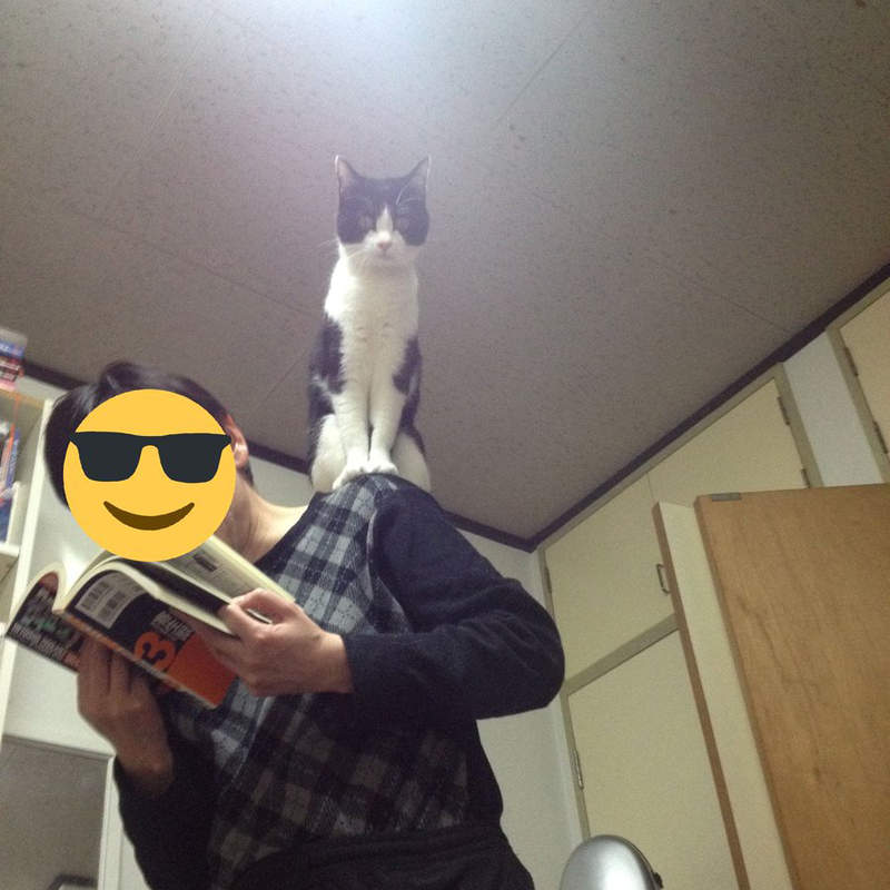 貓奴瘋挑戰《肩上貓》我只是想跟流行,怎麼結果跟我想的不一樣wwww 貓奴瘋挑戰《肩上貓》我只是想跟流行,怎麼結果跟我想的不一樣wwww