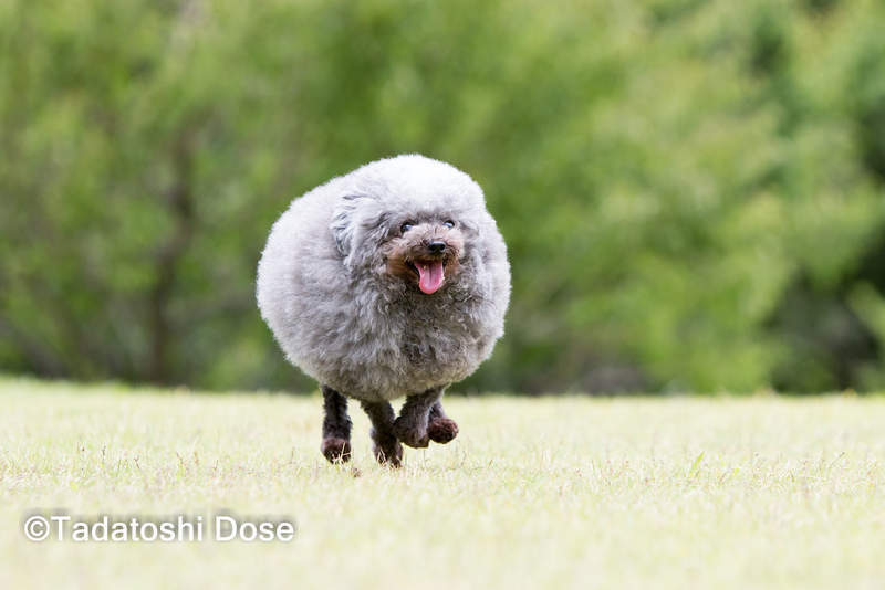 紅到國外的《海豹貴賓狗》正面以外幾乎無法判別真實身份的謎樣生物ww 紅到國外的《海豹貴賓狗》正面以外幾乎無法判別真實身份的謎樣生物ww