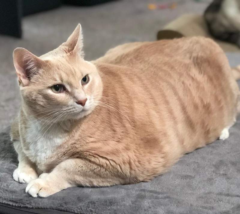 去收容所想領養貓看到《重15公斤胖貓》幫助他減肥就是使命 去收容所想領養貓看到《重15公斤胖貓》幫助他減肥就是使命