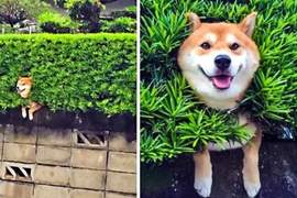 心情不好看這個就對了《療癒動物圖》看完只會傻笑覺得很開心~ 心情不好看這個就對了《療癒動物圖》看完只會傻笑覺得很開心~