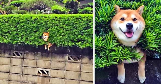 心情不好看這個就對了《療癒動物圖》看完只會傻笑覺得很開心~ 心情不好看這個就對了《療癒動物圖》看完只會傻笑覺得很開心~