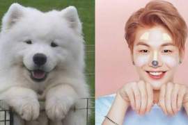 韓國網路話題《超像寵物的男藝人》犬派系男孩超優質 韓國網路話題《超像寵物的男藝人》犬派系男孩超優質