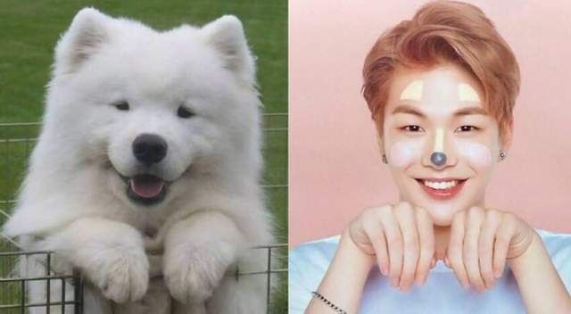 他們都是超像《寵物》的男藝人 韓國犬派歐巴駕到 他們都是超像《寵物》的男藝人 韓國犬派歐巴駕到